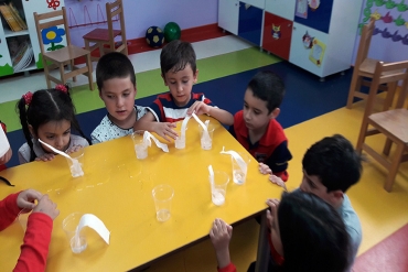 6 Yaş B grubu / Bitki damar deneyi