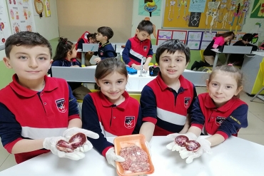 İlkokul Laboratuvar / Organların Görevleri ve Özellikleri