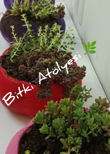 4 yaş A grubu bitki atölyesinde, bitkiler ile ilgili bilgiler edinerek, kendi saksılarını boyayıp bitkilerini dikerek eğlendiler.