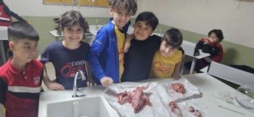 ilkokul ve ortaokul öğrencilerimiz Laboratuvar dersinde beyin, göz, dil ve kafatası incelediler.