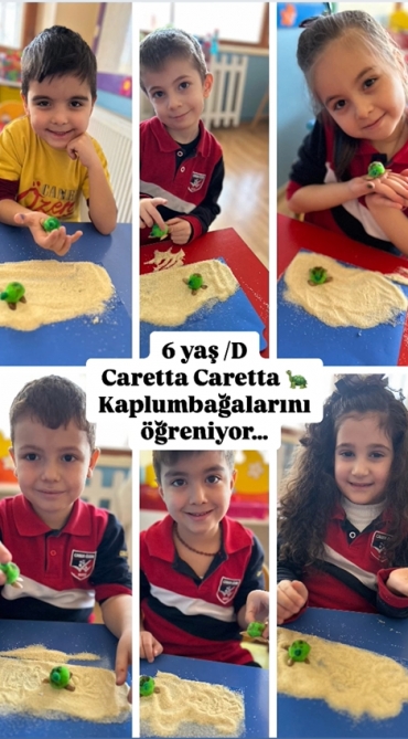6 yaş D sınıfı öğrencilerimiz ile haftanın teması Caretta Caretta Kaplumbağalarını tanıdık.