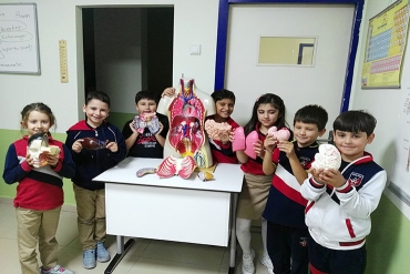 İlkokul / İç Organlar Modeli